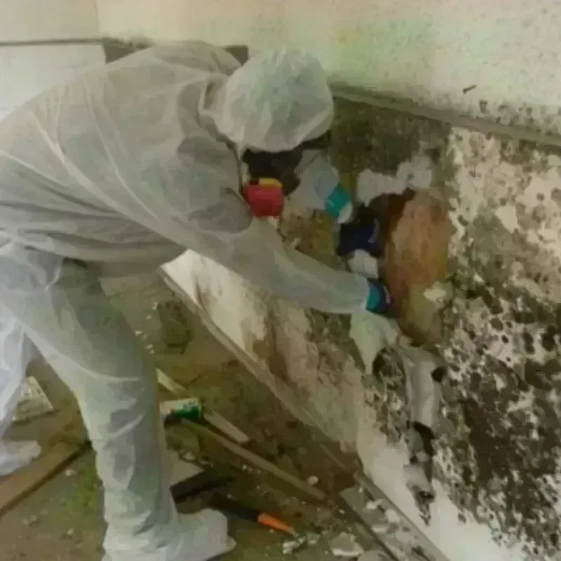 Mold Remediation and Removal in Derma, MS